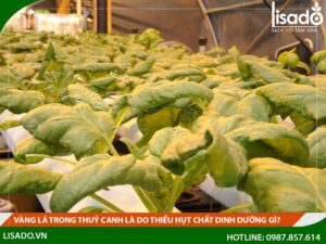 Trong thủy canh , cây vàng lá thiếu chất gì ?