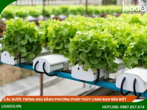 Các bước trồng rau bằng phương pháp thủy canh bạn nên biết