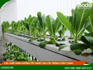 Các chất dinh dưỡng tốt nhất cho cây trồng thủy canh