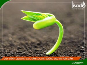 Nên gieo hạt vào lúc nào trong năm