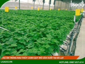 Dự án trồng rau thủy canh quy mô sản xuất tại Đà Lạt