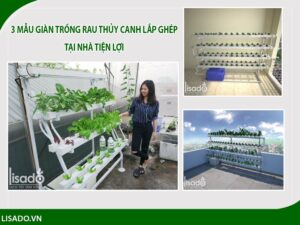 3 mẫu thiết kế giàn thủy canh lắp ghép tại nhà đơn giản