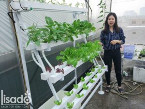 Hướng dẫn cách lắp và tự trồng giàn rau thủy canh bán chữ A tại nhà