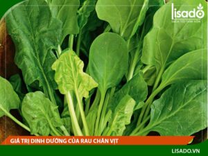 Bất ngờ với những giá trị dinh dưỡng của rau chân vịt