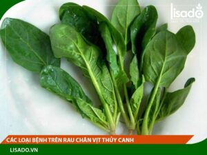 Các loại bệnh trên rau chân vịt thủy canh và cách phòng trừ