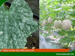 Bệnh sương mai trên dưa lưới – Biểu hiện và cách phòng trừ