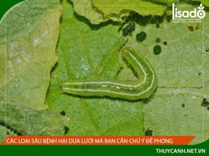 Các loại sâu dưa lưới mà bạn cần chú ý đề phòng