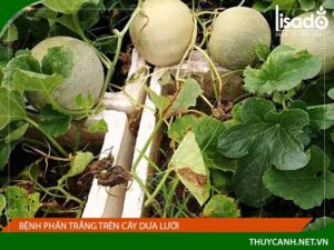 Bệnh phấn trắng trên cây dưa lưới – Tác hại và cách phòng ngừa