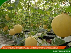 Cách phòng trừ bệnh dưa leo bị vàng lá bạn cần biết