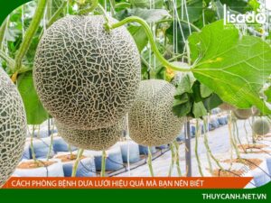 Cách phòng bệnh trên cây dưa lưới hiệu quả mà bạn nên biết
