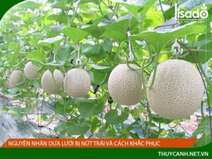 Nguyên nhân dưa nứt trái và cách khắc phục
