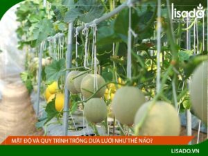 Mật độ và quy trình trồng dưa lưới như thế nào?