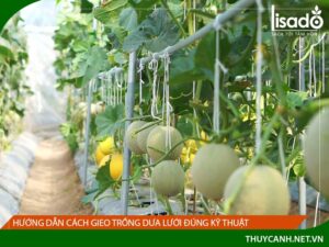 Hướng dẫn cách trồng dưa lưới đúng kỹ thuật