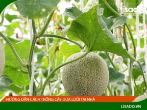 Hướng dẫn cách trồng cây dưa lưới tại nhà đơn giản, năng suất