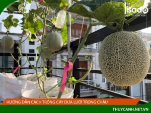 Hướng dẫn cách trồng dưa lưới trong chậu