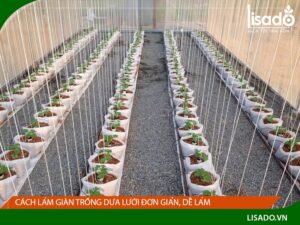 Cách làm giàn cho dưa lưới đơn giản, dễ làm