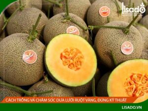 Kỹ thuật cách trồng dưa vàng có thể bạn chưa biết!