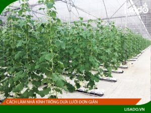 Cách làm nhà kính, nhà màng trồng dưa lưới đơn giản, đúng kỹ thuật
