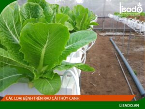 Các bệnh thường gặp trên cây rau cải thủy canh và cách khắc phục