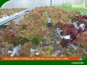 Rau xà lách bị đắng là do đâu , các loại bệnh thường gặp.