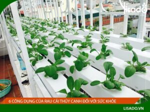6 tác dụng của rau cải thủy canh đối với sức khỏe