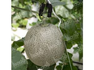 Móc nhựa treo dưa lưới