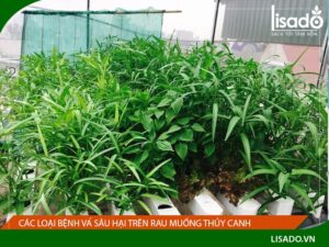 Các loại bệnh và sâu rau muống bị vàng lá bạn nên biết