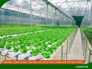 Những tác dụng của rau xà lách thủy canh đối với sức khỏe | Lisado