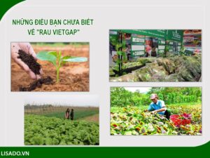 Những điều bạn chưa biết về “rau VietGap”