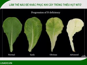 Sự biểu hiện triệu chứng thiếu nitơ của cây là?
