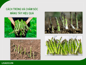 Hướng dẫn chi tiết cách trồng và chăm sóc măng tây hiệu quả