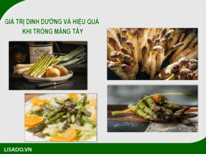 Hiệu quả kinh tế và những giá trị của măng tây dinh dưỡng