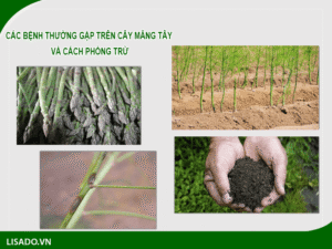 Một số bệnh thường gặp trên cây măng tây và cách phòng trừ