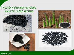 4 nguyên nhân cơ bản khiến hạt giống măng tây không nảy mầm