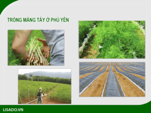 Trồng măng Phú Yên mang lại giá trị kinh tế cao
