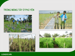Trồng măng tây ở Quảng Nam