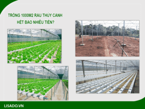 Chi phí trồng rau thủy canh 100m2 ?