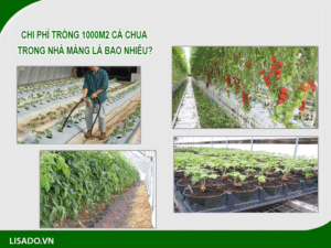 Năng suất cà chua trên 1 sào năm %currentyear%