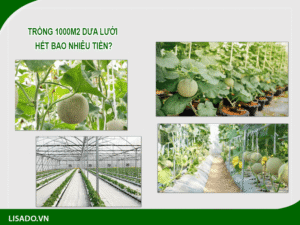 Có nên đầu tư nhà màng trồng dưa lưới ?