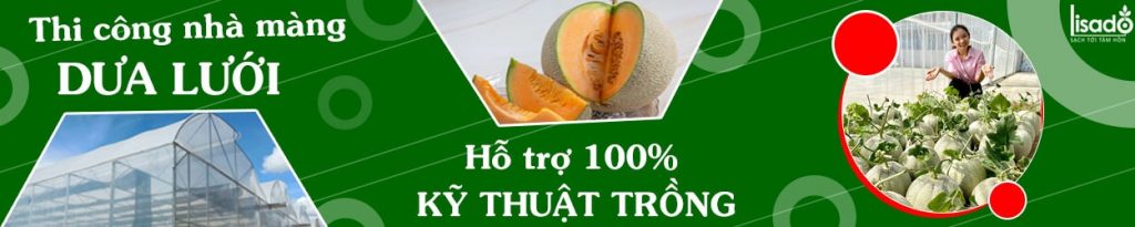 Thi công nhà màng trồng dưa lưới