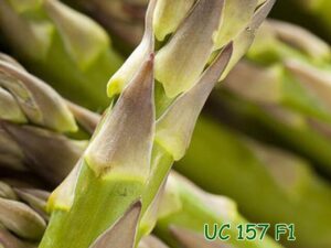 Hạt giống măng tây UC 157 F1