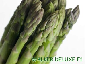 Hạt giống măng tây Walker Deluxe F1
