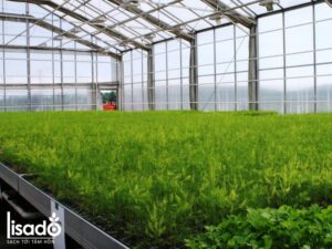 Cây giống măng tây xanh Atlas F1
