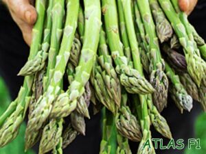 Hạt giống măng tây xanh Atlas F1