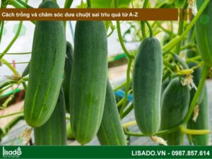 Cách trồng dưa chuột sai quả từ A-Z
