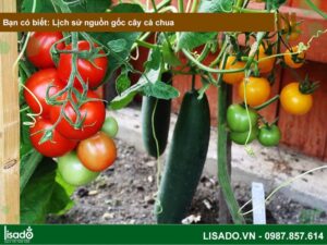 Lịch sử nguồn gốc cây cà chua? Các loại cà chua phổ biến