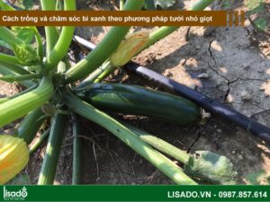 Cách trồng và chăm sóc bí xanh theo phương pháp tưới nhỏ giọt