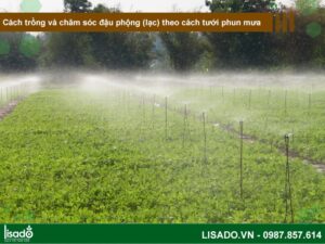 Cách trồng đậu phộng (lạc) theo phương pháp tưới phun mưa