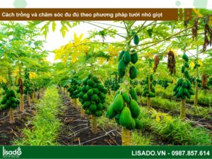 Cách trồng và chăm sóc đu đủ theo phương pháp tưới nhỏ giọt