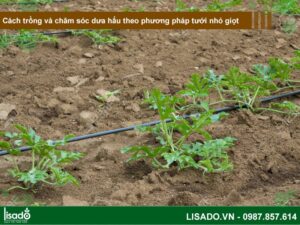 Cách trồng và chăm sóc cây dưa hấu theo phương pháp tưới nhỏ giọt
